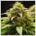 Lemon Cookies & Creme - Zennetix