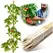 Edrich Lumber Tomato - Reforestation Stakes Pack Of 25