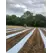 FilmOrganic Cool White 66 Biodegradable Film 48"x4000'