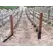 Split Cedar Posts - 4''-5'' By 8''