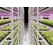 Vertical Grow Shelving for Leafy Greens and Microgreens