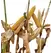 23B50 Corn Seed Hybrid - 55lb Bag