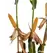 23P66 Corn Seed Hybrid - 55lb Bag