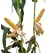 25D19 Corn Seed Hybrid - 55lb Bag
