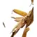 25X83 Corn Seed Hybrid - 55lb Bag