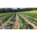 Radical Mulch Films