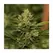 LEGEND OG Crinkle Cut