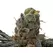 Acai Diesel - Trilogene Seeds