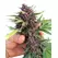 Auto Glu - Trilogene Seeds