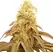 Socrates Sour - Trilogene Seeds