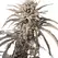 Auto EZ Bake - Trilogene Seeds