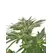 Latte Lato - Trilogene Seeds