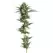 Honeycomb Chem - Trilogene Seeds