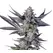 Sun Run - Trilogene Seeds