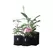 GeoPot Garden Kit - Left Coast Wholesale