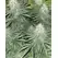 White Widow - Platinum Seeds