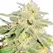 Jack Herer Autoflower - Platinum Seeds