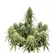 G13 Autoflower - Platinum Seeds