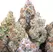 Blue Dream - Platinum Seeds
