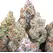 Blue Dream - Platinum Seeds
