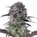 Blueberry Autoflower - Platinum Seeds