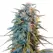 Blue Dream Autoflower - Platinum Seeds