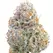 White Rhino - Platinum Seeds