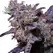Blue Moon Rocks - Platinum Seeds