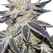 Sex Panther - Platinum Seeds