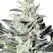 Strawberry Haze F1 Auto - Platinum Seeds