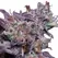 Blackberry Moonrocks Auto - Platinum Seeds