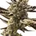 Bruce Banner Autoflower - Platinum Seeds