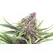 Purple Kush Autoflower - Platinum Seeds