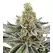 Peanut Butter Breath - Platinum Seeds