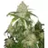 Zkittlez - Platinum Seeds