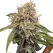 Alaskan Thunder Fuck - Platinum Seeds