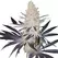 Terpwin Station x Terpwin Station S1 - Platinum Seeds