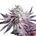 White Truffle - Platinum Seeds