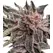 Mendocino Purple Kush - Platinum Seeds