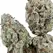 Gorilla Glue #4 Autoflower - Platinum Seeds