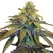 5 Alive - Platinum Seeds