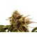 Super Glue - Platinum Seeds