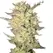 Fat Bastard Auto - Platinum Seeds