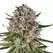 Lemon Haze F1 Auto - Platinum Seeds