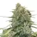Sour Diesel Autoflower - Platinum Seeds