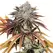 Alien Technology - Platinum Seeds