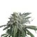 Strawberry Banana - Platinum Seeds