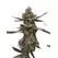 Gush Mints - Platinum Seeds