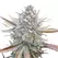 Wedding Cake - Platinum Seeds