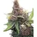 Purple Urkle - Platinum Seeds